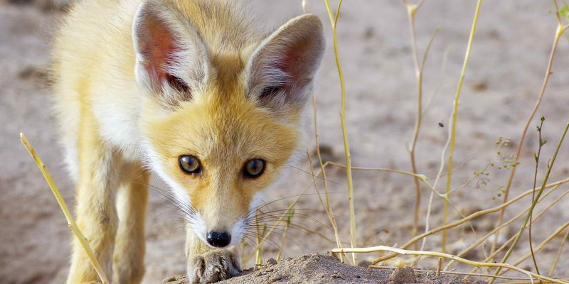 Varzaneh, Desert Fox